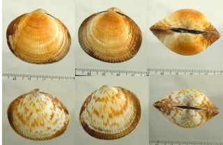 クモエウチワ 雲絵団扇 Tucetona pectunculus small