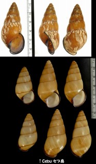 ハデタケノコマイマイ Helicostyla camelopardalis small