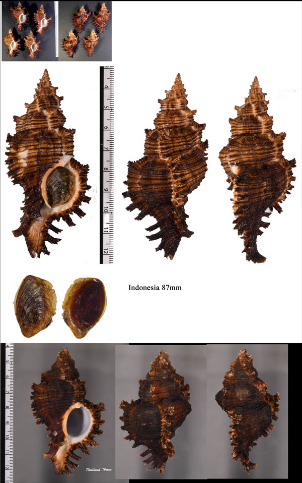 センジュモドキ Chicoreus torrefactus small