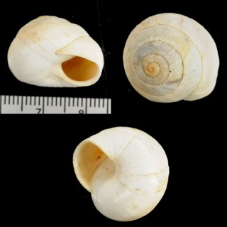 イスラエルのカタツムリ05 Sphincterochila prophetarum small