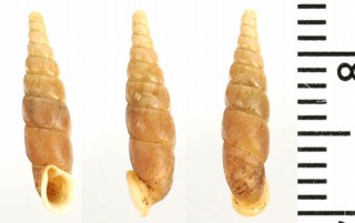 チュウゼンジギセル Mundiphaedusa sericina small