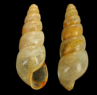 オオオカチョウジガイ Allopeas gracile small