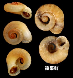 ミヤザキムシオイガイ 宮崎虫負貝 Chamalycaeus miyazakii small