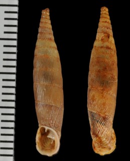 ウルリカアオギセル (仮称) Albinaria ulrikae small