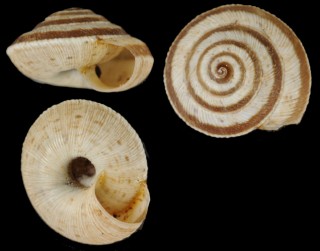 シェンブリオカウズマキ　(仮称) Trochoidea schembrii small