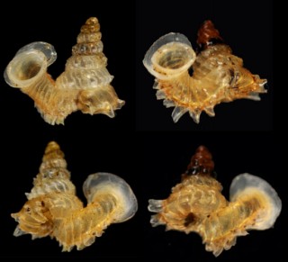アデヤカエントツノタウチガイ (仮称) Opisthostoma concinnum small