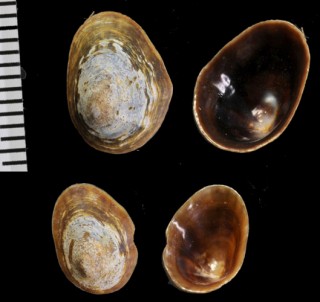 テルシテスカラマツガイ (仮称) Siphonaria thersites small