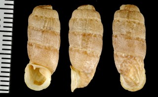 ペルーナタマメギセル Steeriana malleolata small
