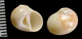 アカベソタマガイ Natica pseustes small