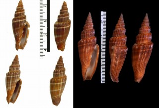 ヒロヒトスジミノムシ Vexillum subdivisum small