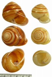 コックスソメワケマイマイ Thersites coxi small