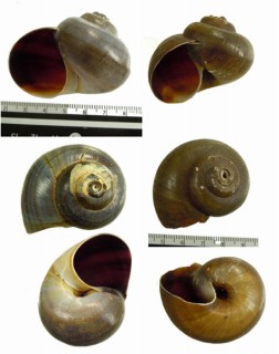 ギニアマキアゲタニシ Lanistes varicus guinaicus small