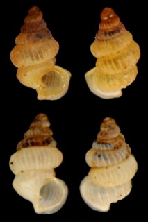 カルカラタゴマガイ (仮称) Diplommatina calcarata small