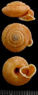 チョウコクシワクチマイマイ (仮称) Moellendorffia sculptilis small