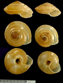 マルカサマイマイ Videnoida haenseli small