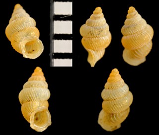 スマトラハナシゴマガイ (仮称) Diplommatina ventricularis small
