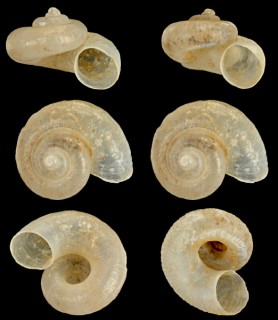カクレアツブタガイ　(仮称) Platyrhaphe lowi small