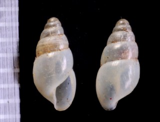 マルオカチョウジガイ Allopeas brevispira small