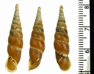 ホリカワギセル Stereophaedusa horikawai small