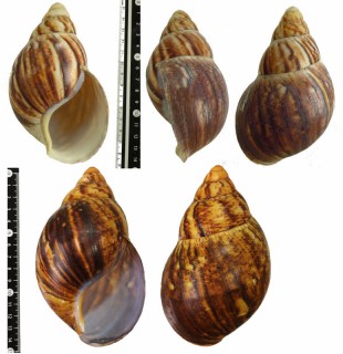 フクレアフリカマイマイ （仮称） Archachatina marginata ovum small