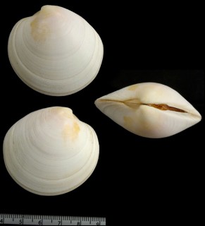 サフランカガミ Dosinia crocea small