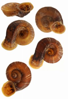 ヒラクボラッパガイ （仮称） Gyliotrachela depressispira small