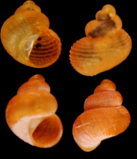 タイカザリゴマオカタニシ （仮称） Georissa sp. small
