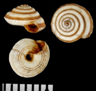 カルカラタオカウズマキ （仮称） Trochoidea calcarata small