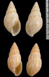 オーロラサラサマイマイ （仮称） Limicolaria aurora small