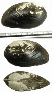 ナガイシガイ （仮称） Anodontites elongatus small