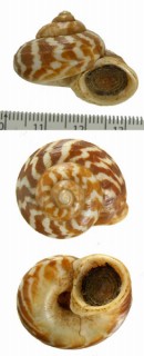 ジグザグヤマタニシ Cyclophorus daraganicus small
