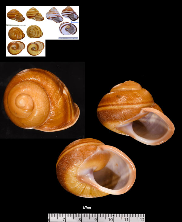 スジイリパラワンマイマイ （仮称） Mesanella monochroa lagunae small