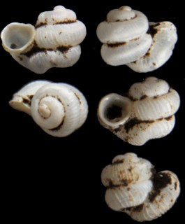 パウリッチモドキエントツノタウチ （仮称） Opisthostoma sp. small