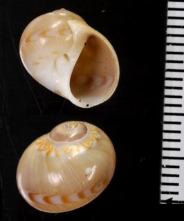 カザリダマ Tanea picta small