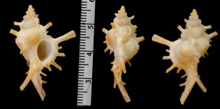 ブチェティガンゼキボラ （仮称） Chicoreus boucheti small