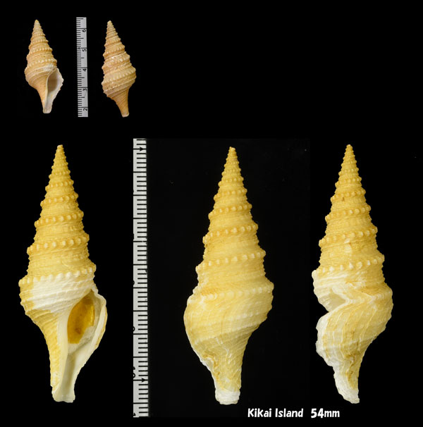 インドネシアクダマキ Ptychosyrinx timorensis teschi small