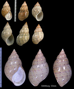 オオサラサバイ Phasianella australis small