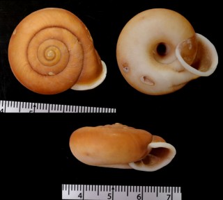 チワンシメクチマイマイ （仮称） Moellendorffia sp. small