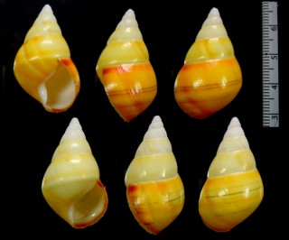 ヤマブキイトヒキマイマイ （仮称) Liguus fasciatus romanoensis small