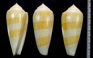 オケショウイモ Conus consors poehlianus small
