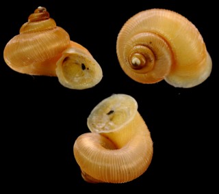 マヤヒダクチヒレガイ （仮称） Annularia mayensis small