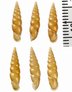 イシシリダニギセル (仮称) Euphaedusa sheridani shihi small