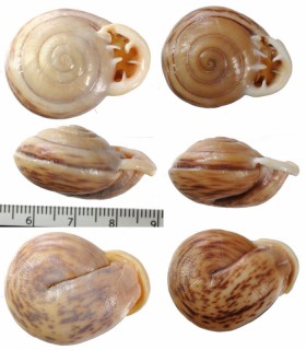 テッササカダチマイマイ (仮称) Anostoma tessa small