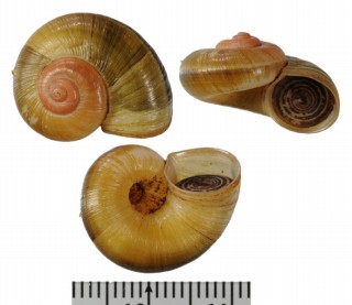 レッドフィールドヤマタニシ (仮称) Aperostoma redfieldi small