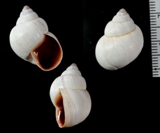 アカグチオカカクタニシ (仮称) Bostryx erythrostomus small