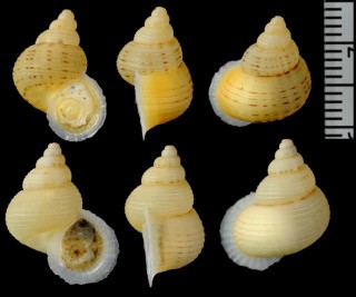 ヒメノトガリヒダクチヒレ （仮称） Eutudora jimenoi small