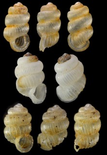 セラタンクチキレゴマガイ (仮称) Arinia clausa ? aff. small