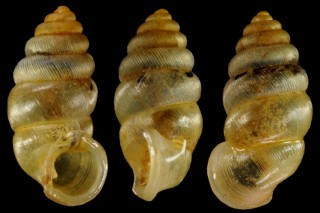 チワンゴマガイ (仮称) Diplommatina sp. small