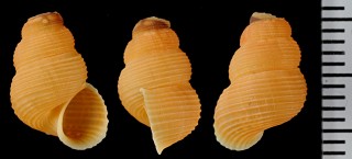 マヤベケホンクチヒレガイ (仮称) Chondropoma cognatum small