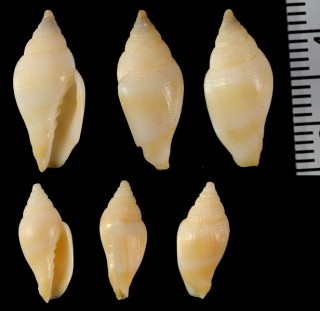 ニューカレドニアのフデヒタチオビ類 Volutomitra sp. small